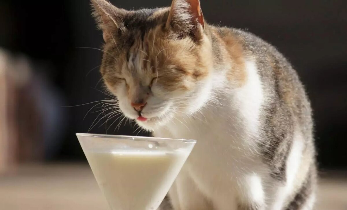 Если ваша кошка хорошо реагирует на кефир, он может быть полезен для её здоровья.