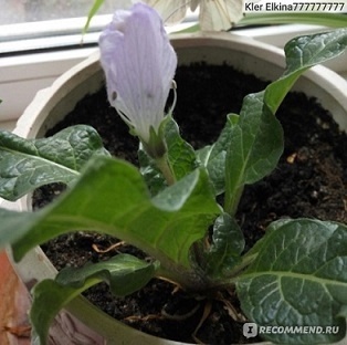 *Мандрагора, по мнению ряда современных ученых - уникальное растение. Извлеченный из земли корень мандрагоры живет еще около года и может быть снова высажен в грунт. Алкалоиды мандрагоры используются в медицине. В России Мандрагору называют Scopolia carniolica (скополия кавказская), культивируют на Кавказе для получения атропина. Употребление мандрагоры без надлежащего контроля может быть чревато судорогами, галлюцинациями, потерей памяти и даже летальным исходом.