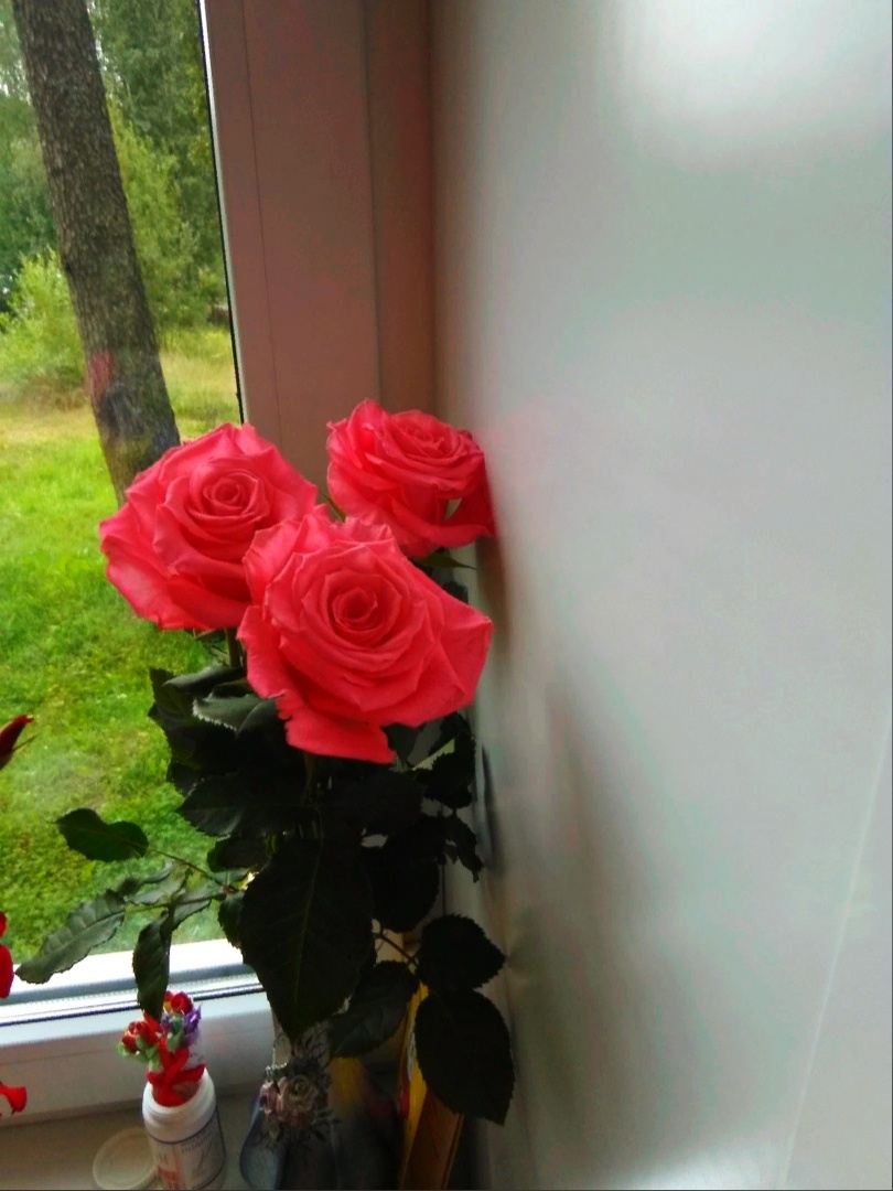 Цветы Михаила 