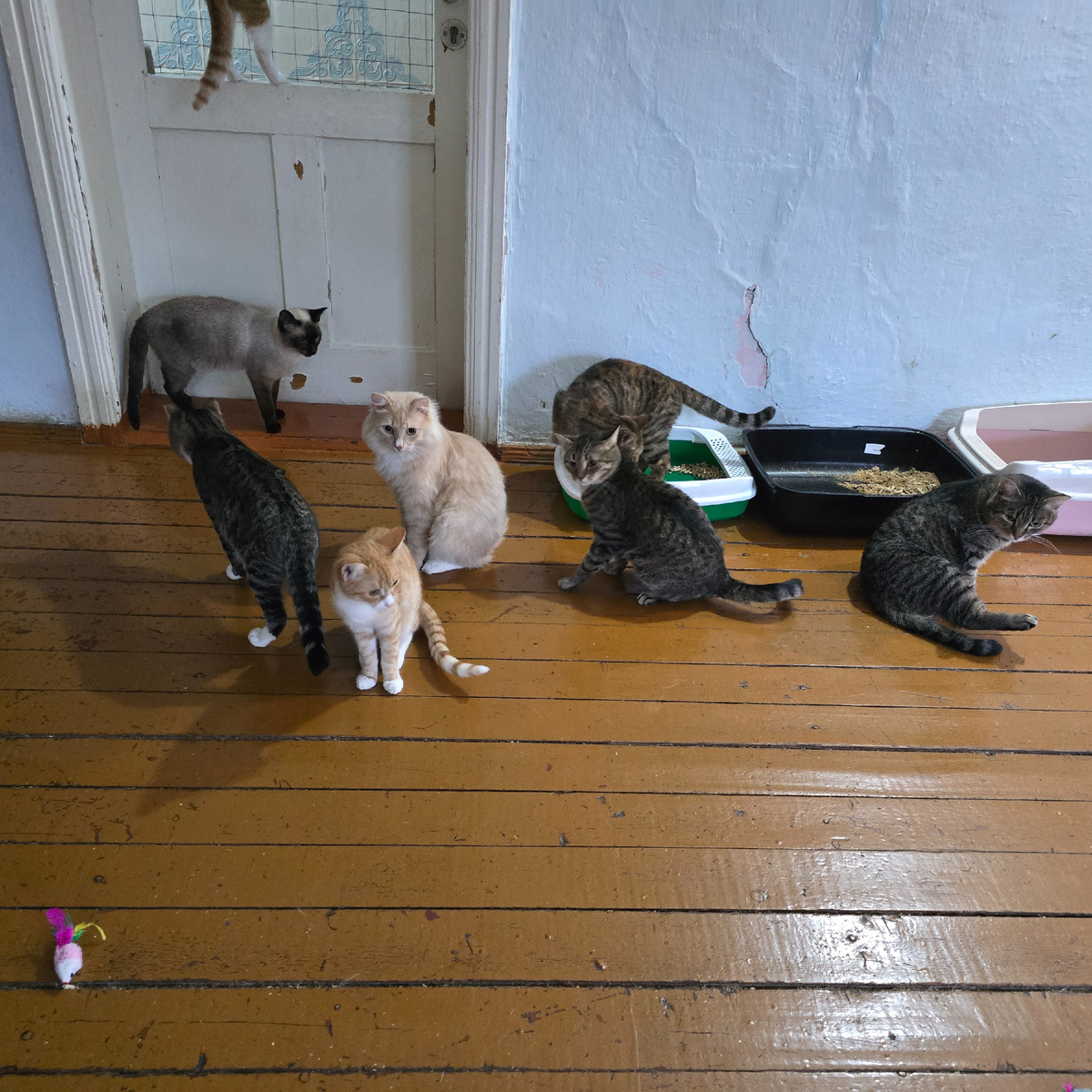 малыши собрались вместе, надеются на лучшее