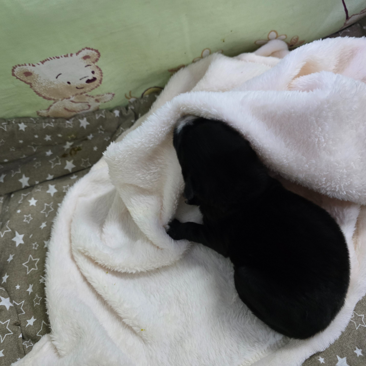 черная малышка спит, укутанная заботой