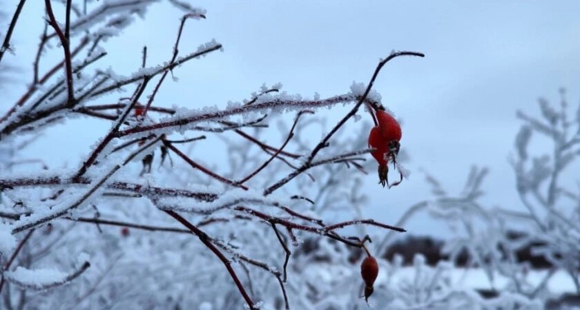    Декабрь будет аномальным: синоптики рассказали, как начнётся зима