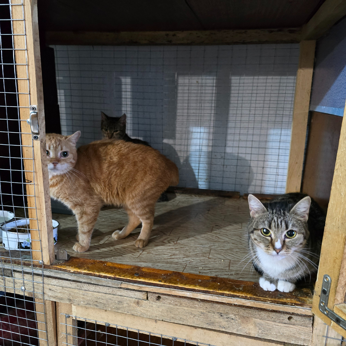 трое котят в клетке смотрят потерянно