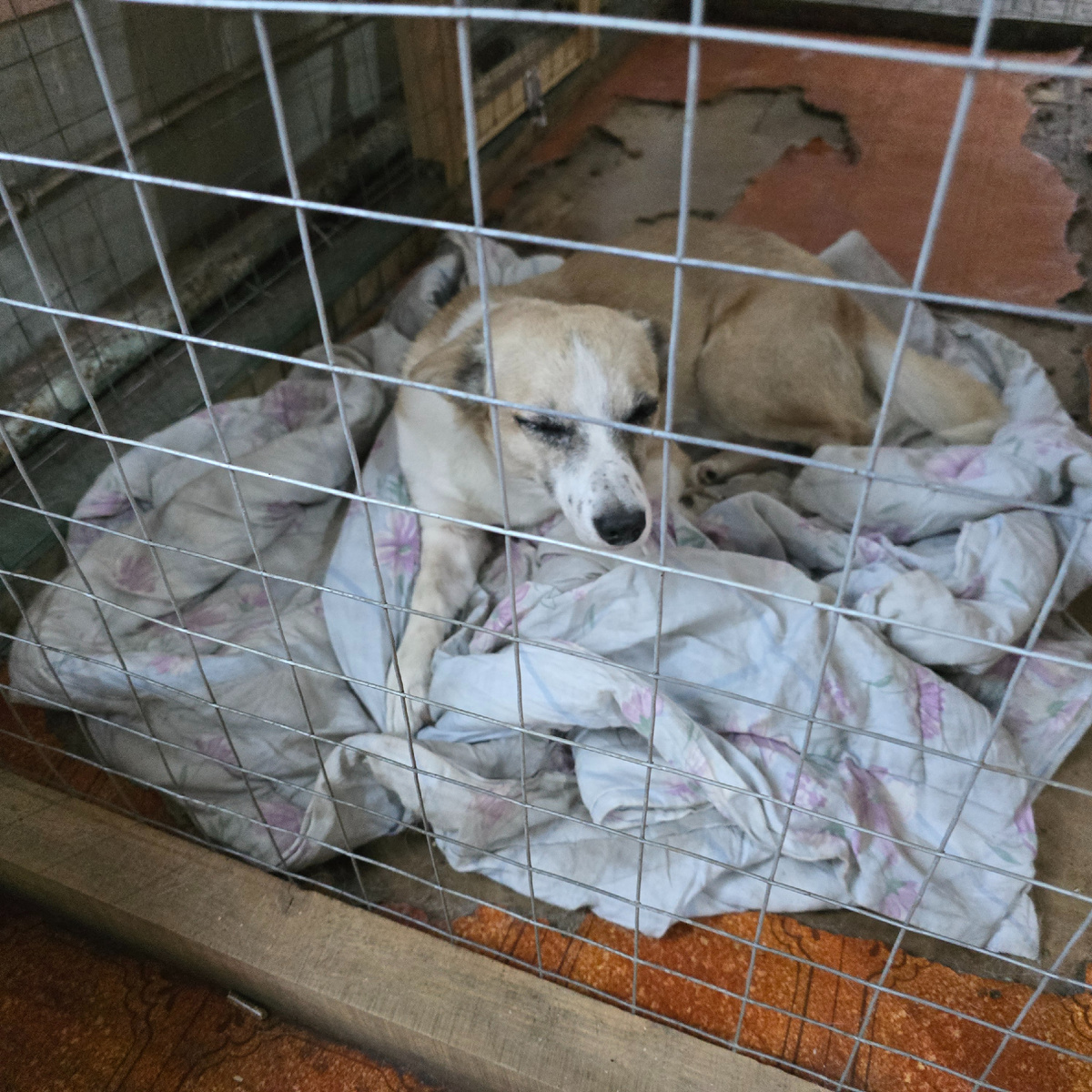 светлая собака лежит на подстилке грустно