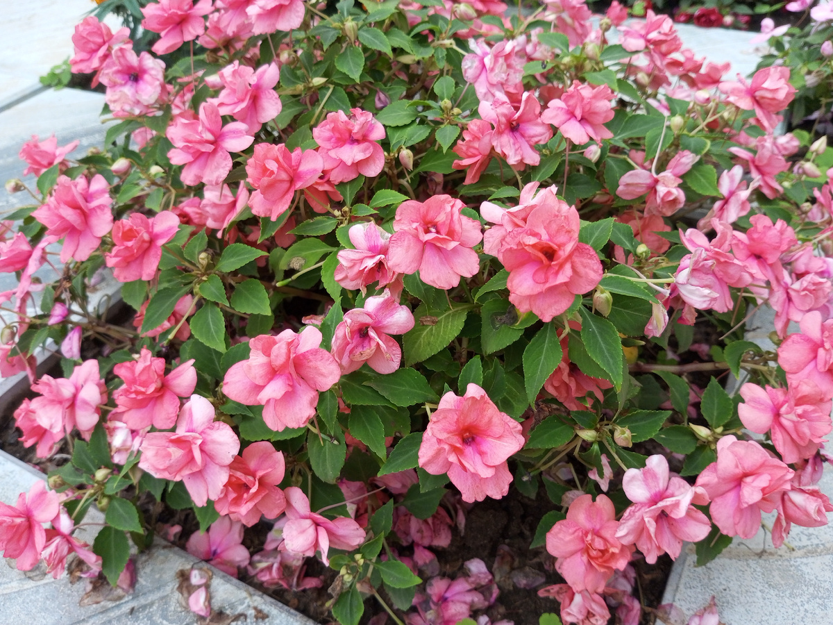 Летние цветы. Фото автора.