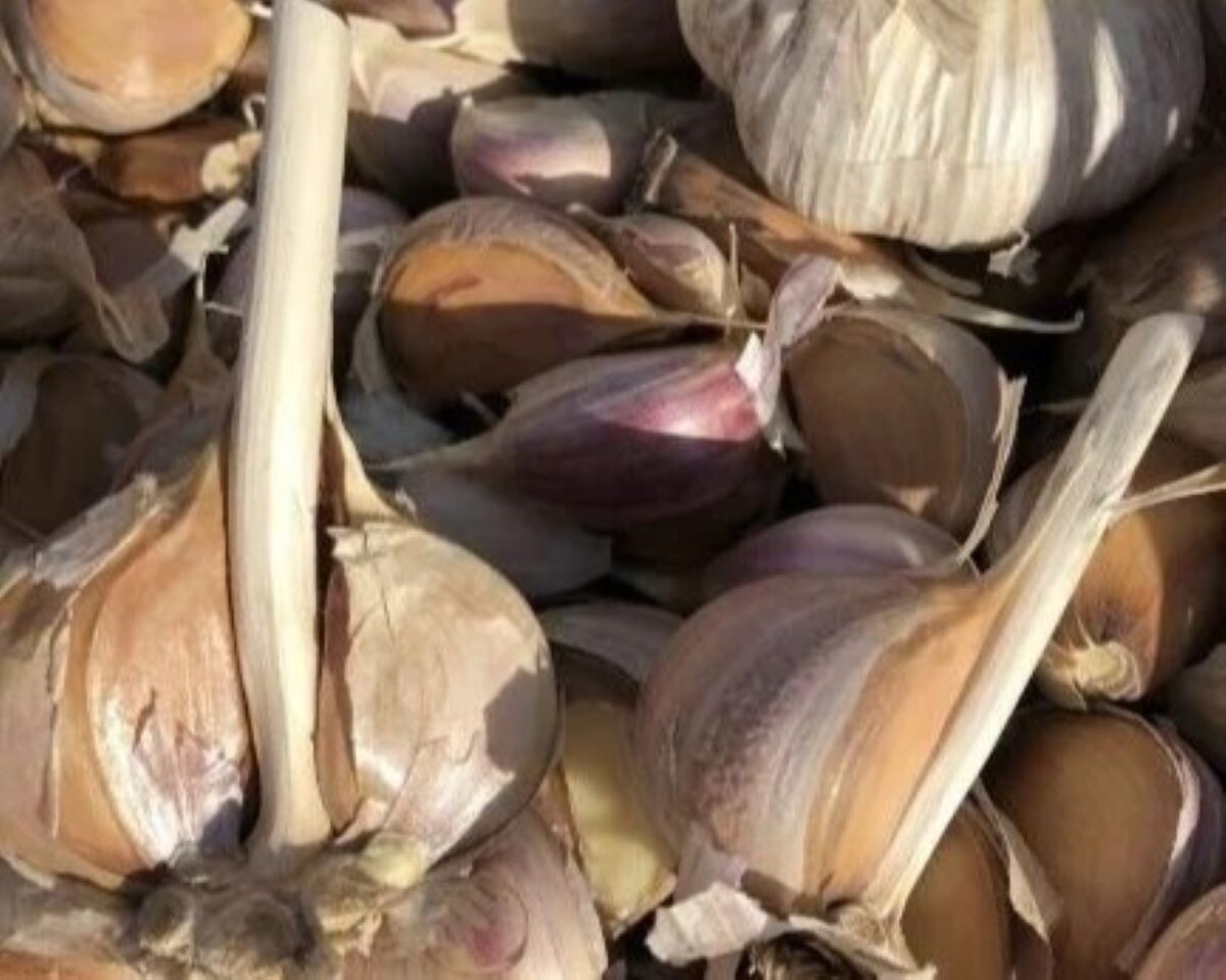 Озимый чеснок