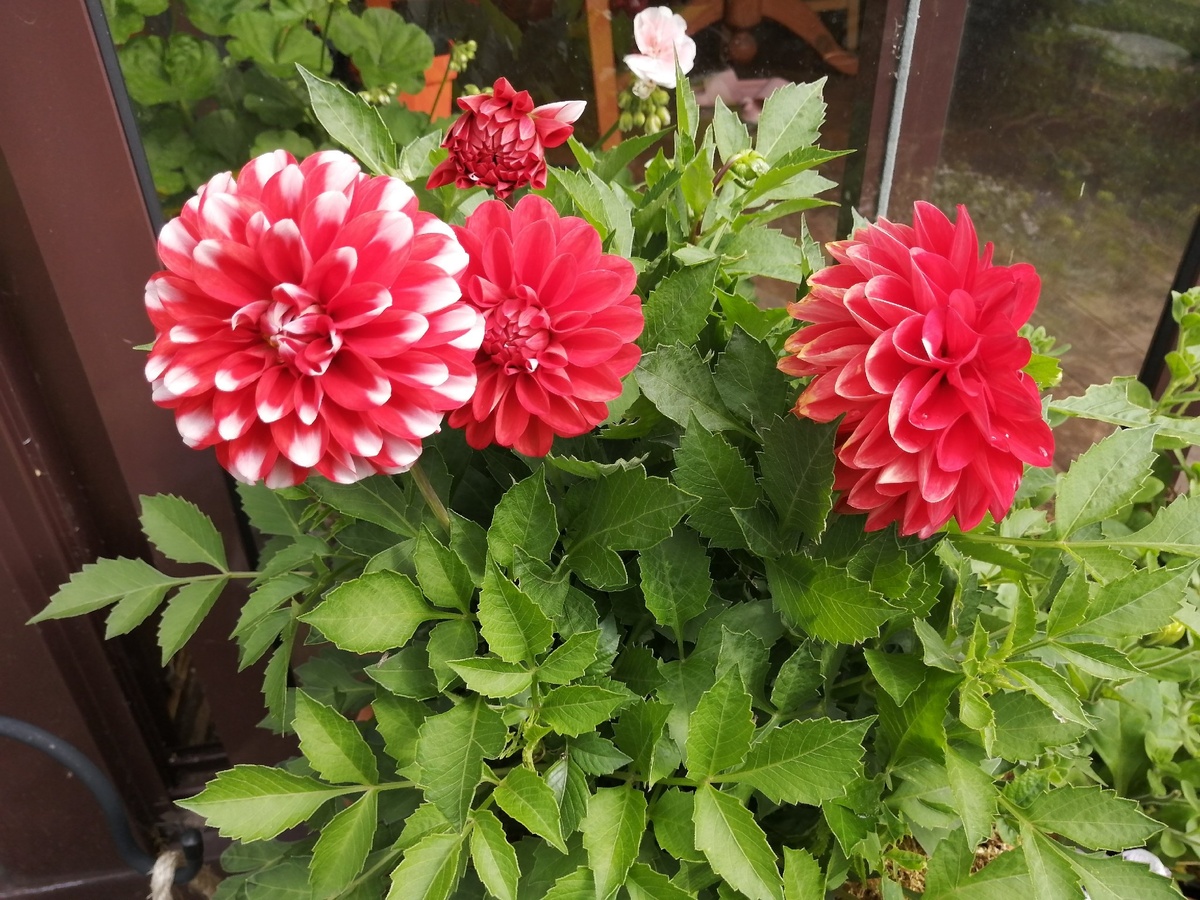 Георгин Gallery теперь часть контейнерного сада