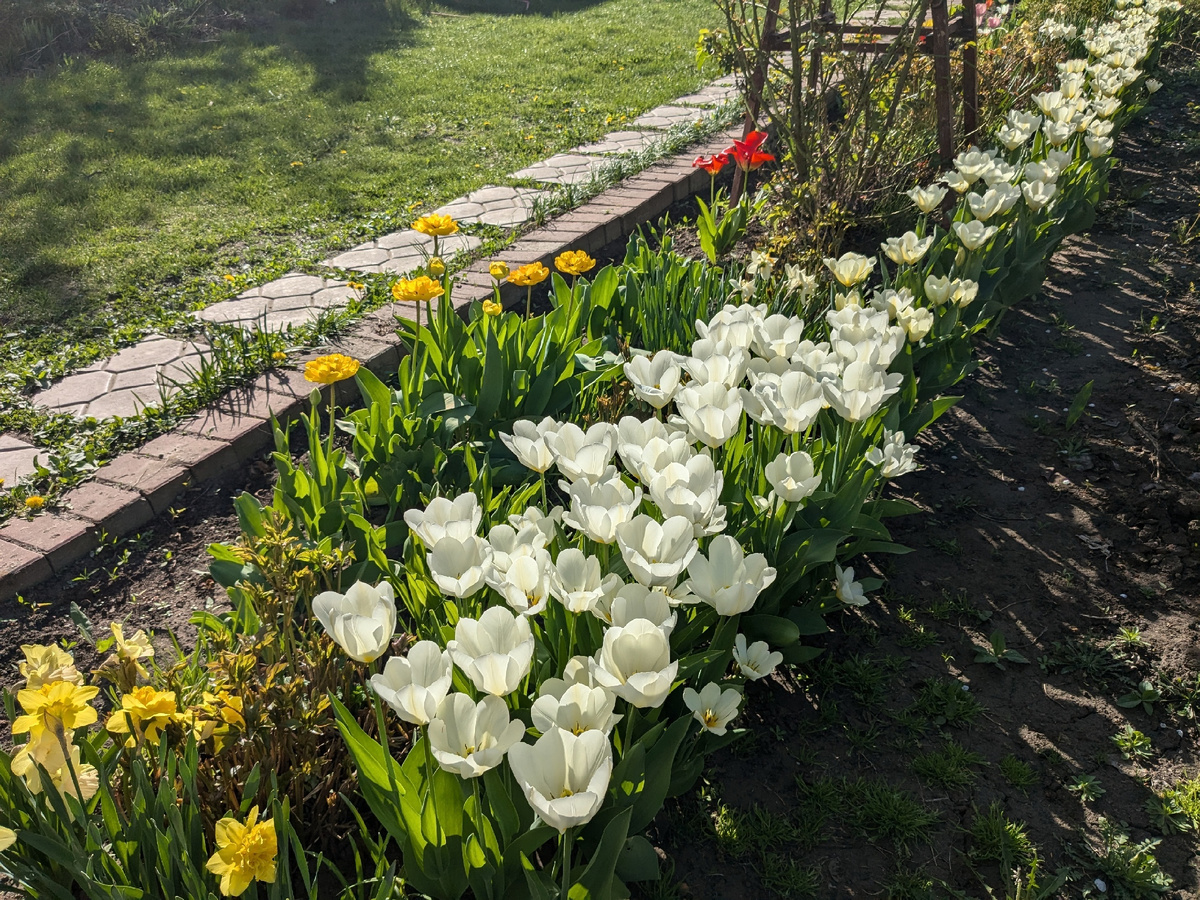 Тюльпан Фостера, сорт Purissima