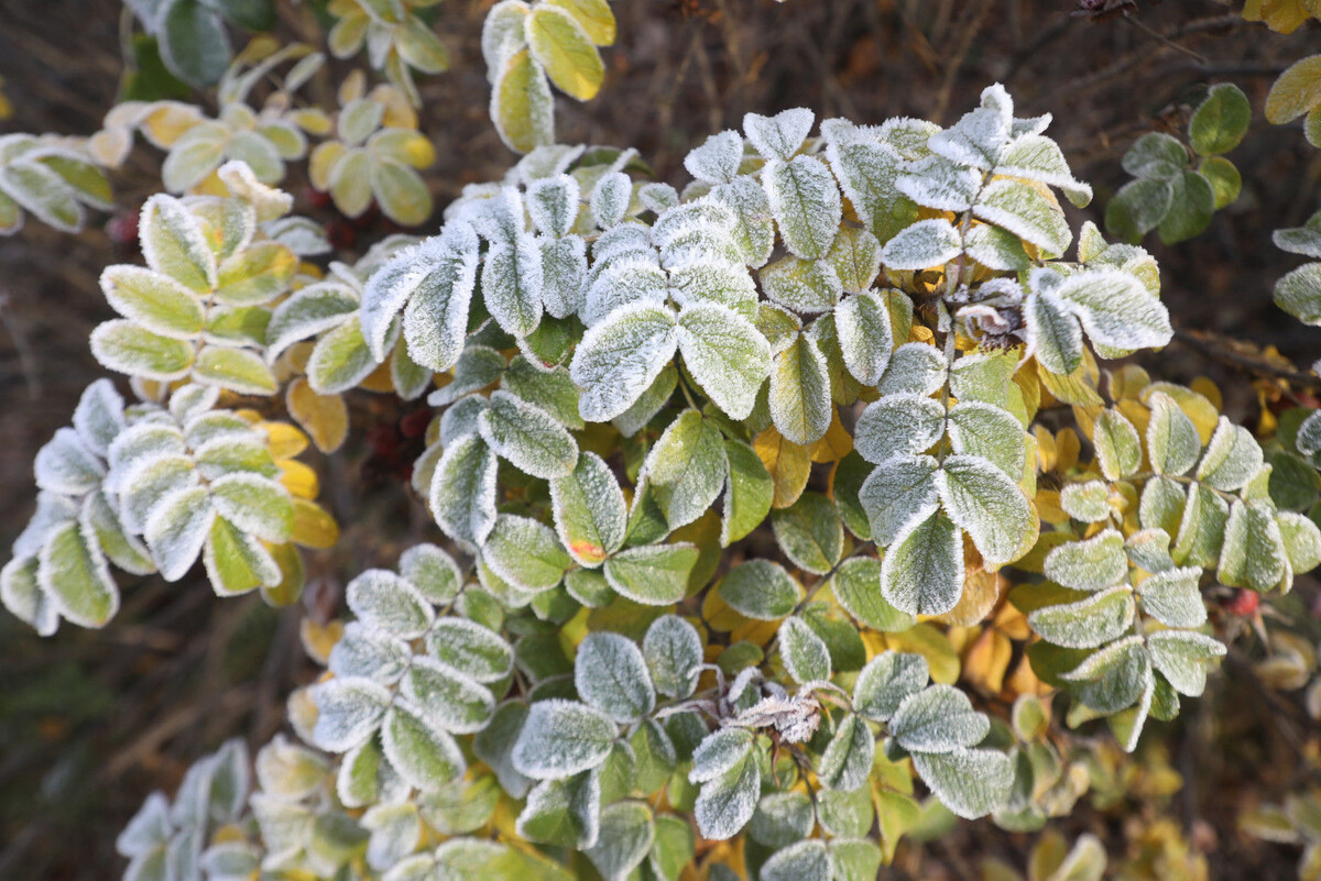 Фото: Александр Глуз / «Петербургский дневник»