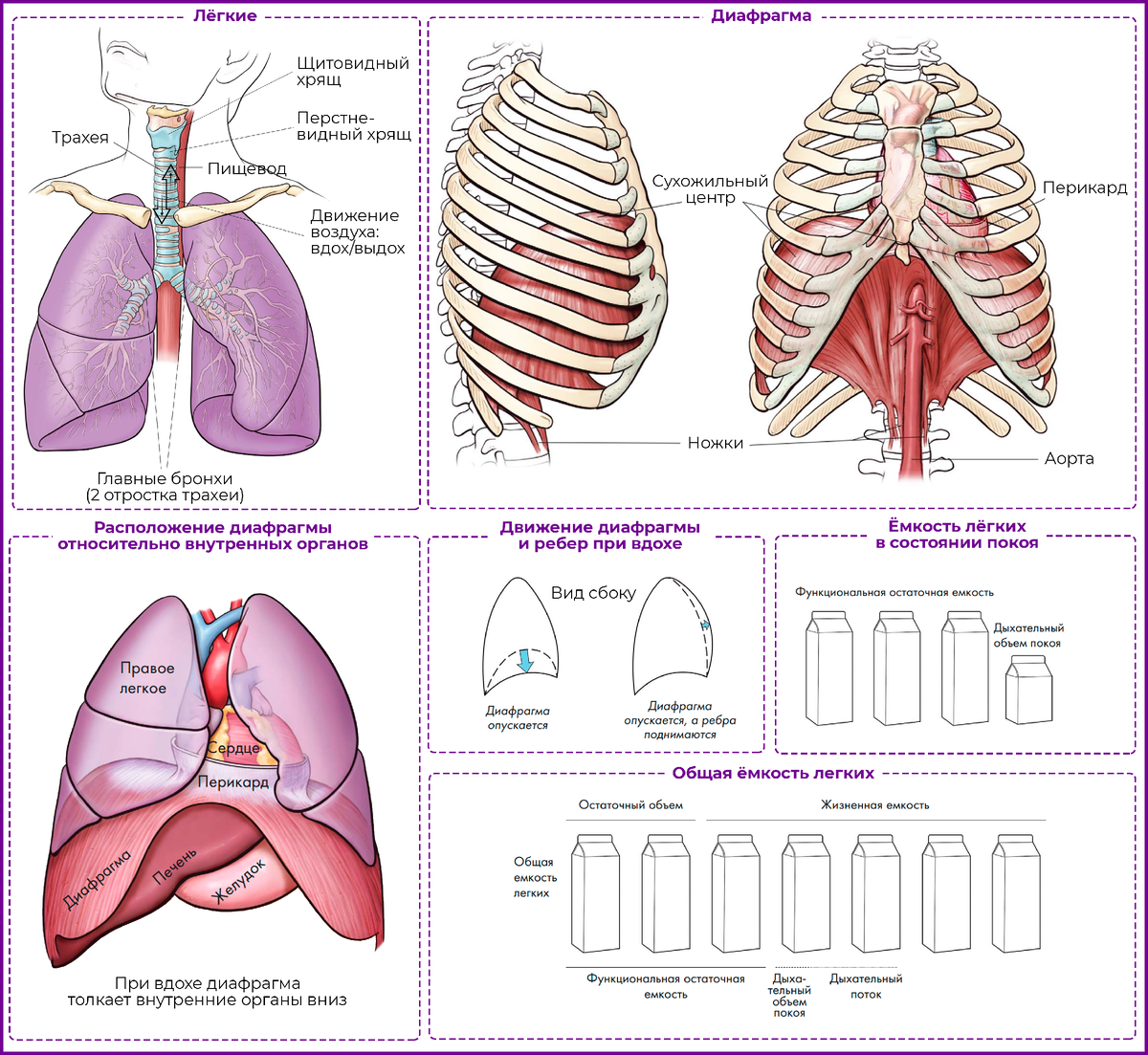 Картинки взяты из книги "Анатомия голоса" Теодора Даймона