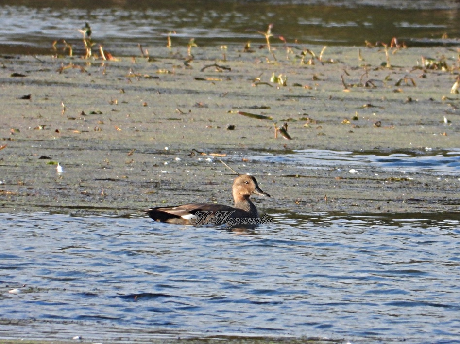 Серая утка