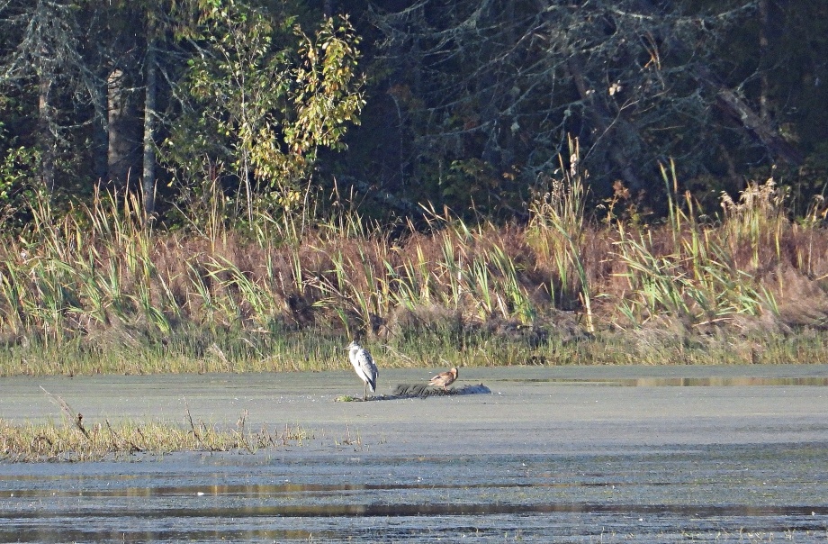 Серая цапля и кряква