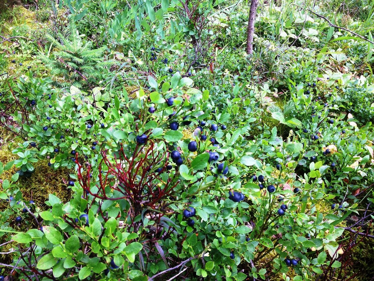 Картинка из свободного доступа