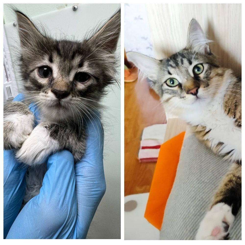 Кориандр обрёл свою хозяйку 04 марта 2025 года в возрасте четырёх месяцев.