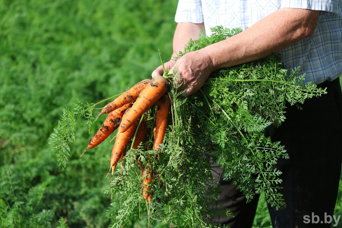 Иллюстративное фото из архива «СБ»