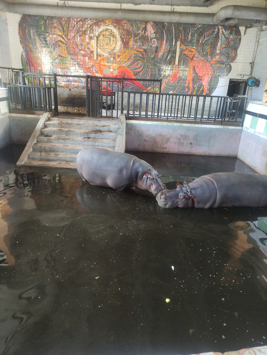 Бегемоты в зоопарке.