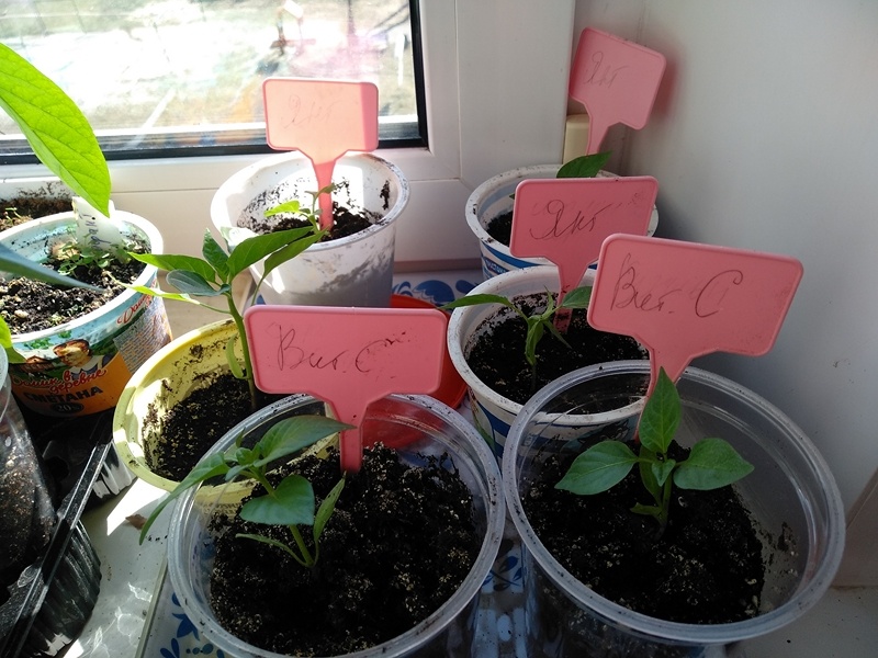 Рассада сладкого перца в середине апреля 2025 г.