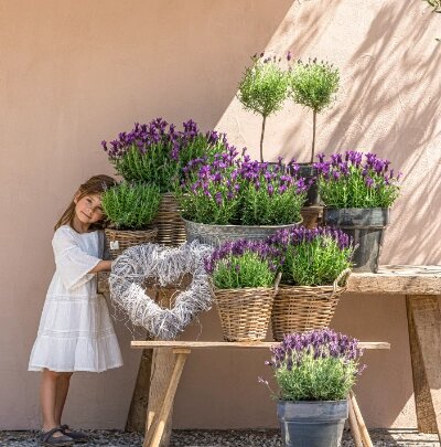 Лавнда универсальна, может расти и в корзинке и в горшке.