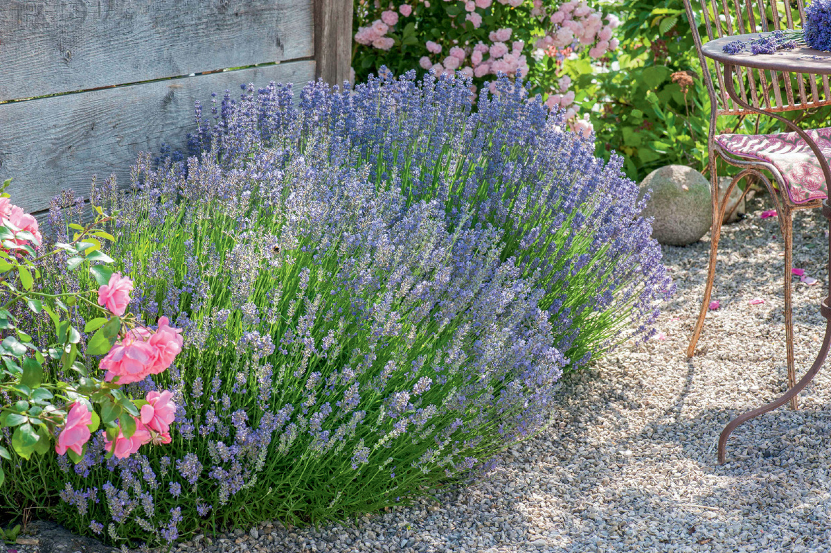 Радует глаз и дарит чудный аромат.