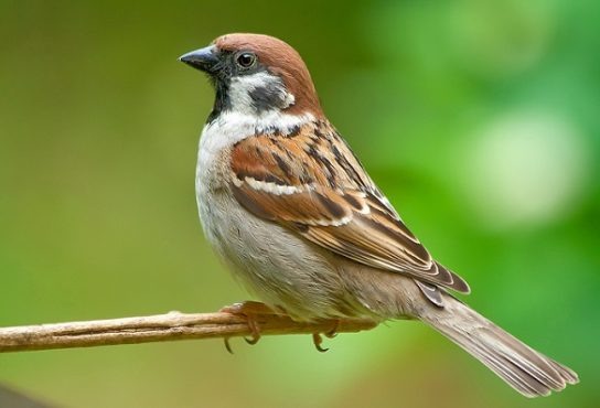 Наш главный герой во всей красе!
