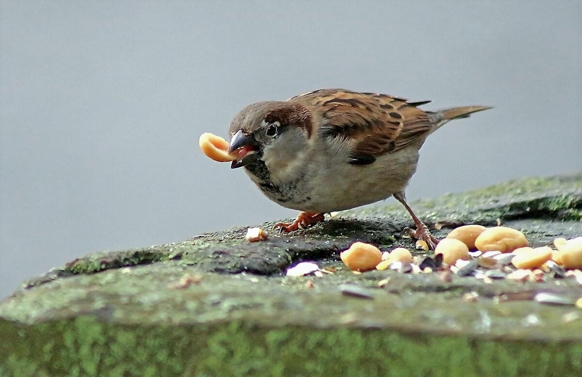 Знакомьтесь, это Кипиш. Кажется, он чем-то удивлен.