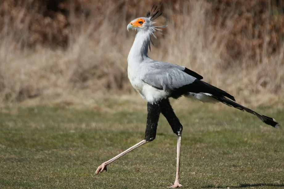 Птица-секретарь