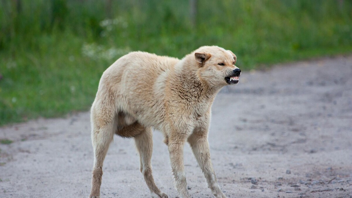    Фото: Olexandr Panchenko / Shutterstock / Fotodom
