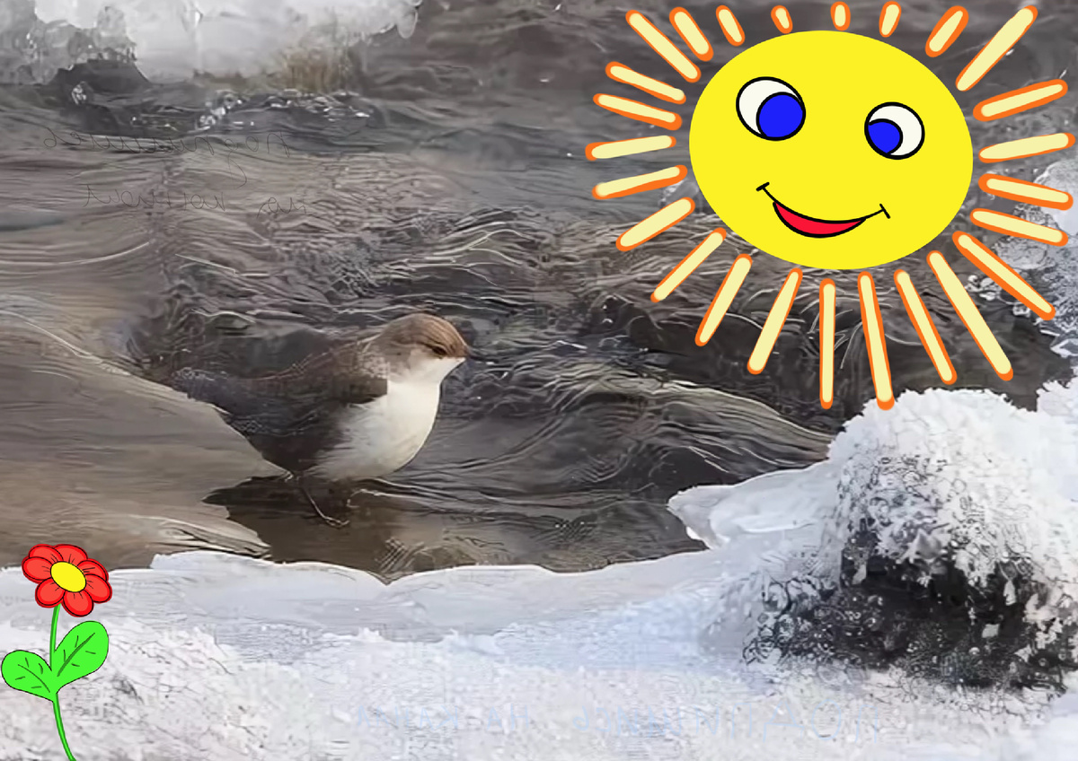 Птица-водолаз или ходящая под водой - Оляпка