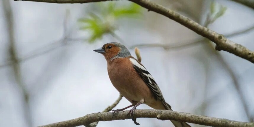    Алёна Бобрович