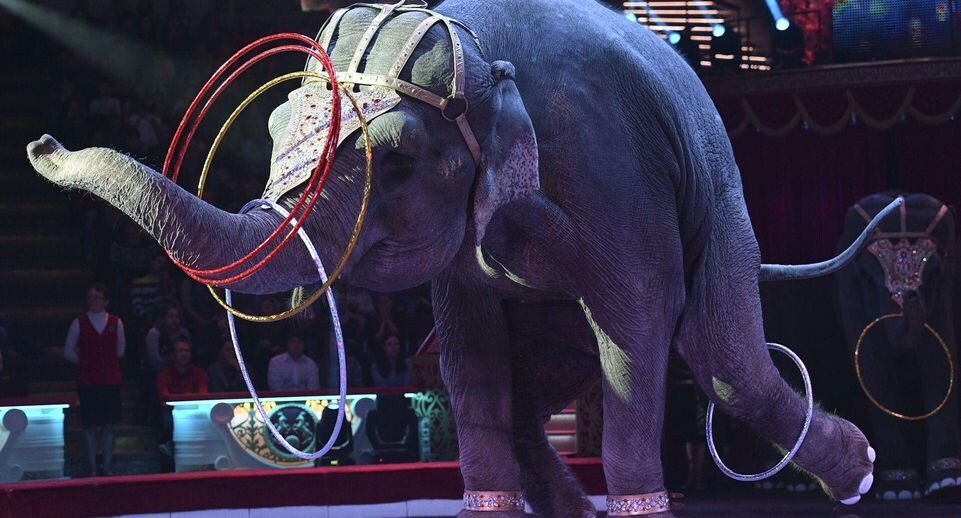    РИА «Новости»