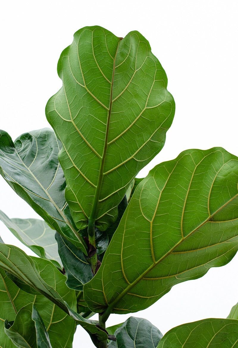 Фикус лирата лист