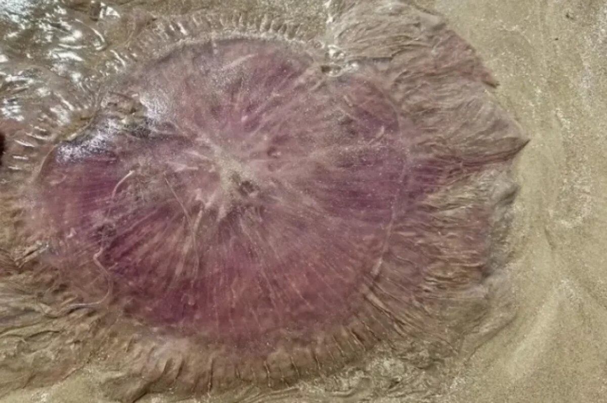    Медузу-злодея с 20-метровыми щупальцами выбросило на побережье Техаса