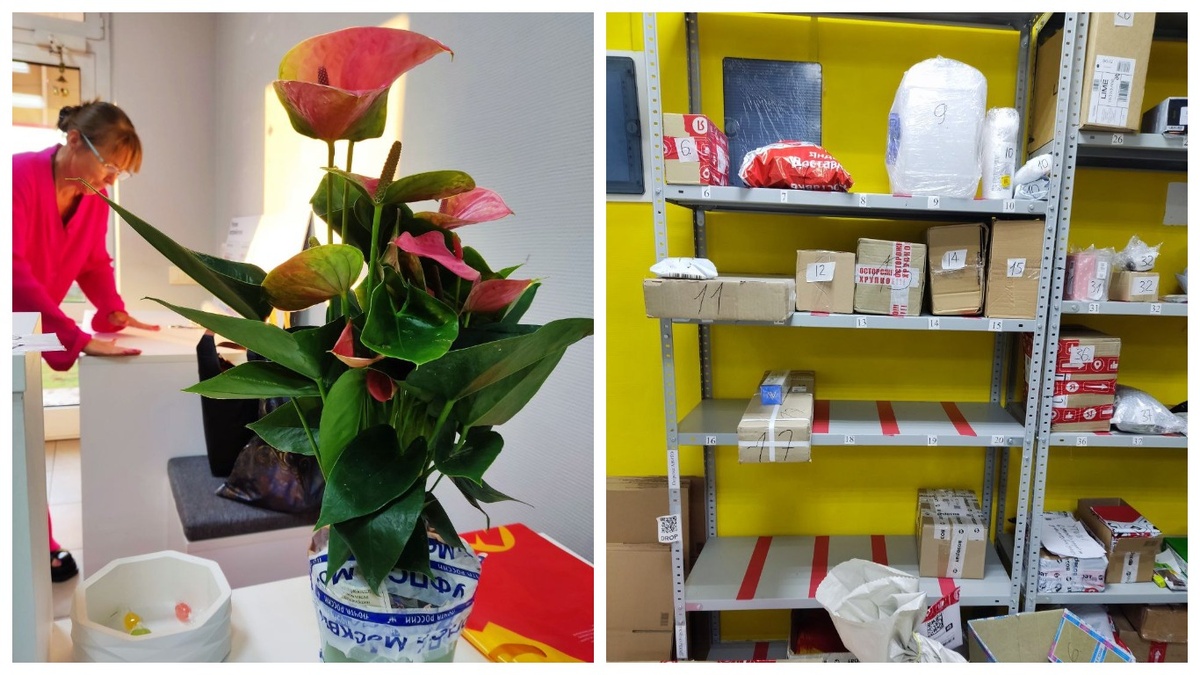 Цветок я сфотографировала с разрешения клиентки. Она занимается цветами и заказывает редкие экземляры онлайн у проверенных продавцов. Этот ей прислали из Москвы. Он был очень качественно упакован с сохранением всех требований