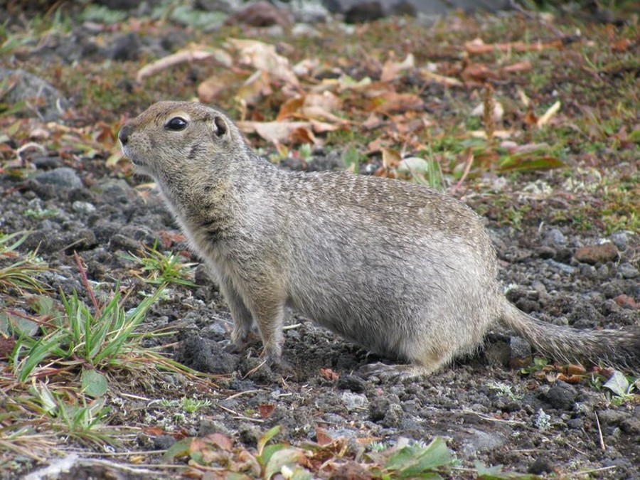 Тематическое фото: ru.ruwiki.ru