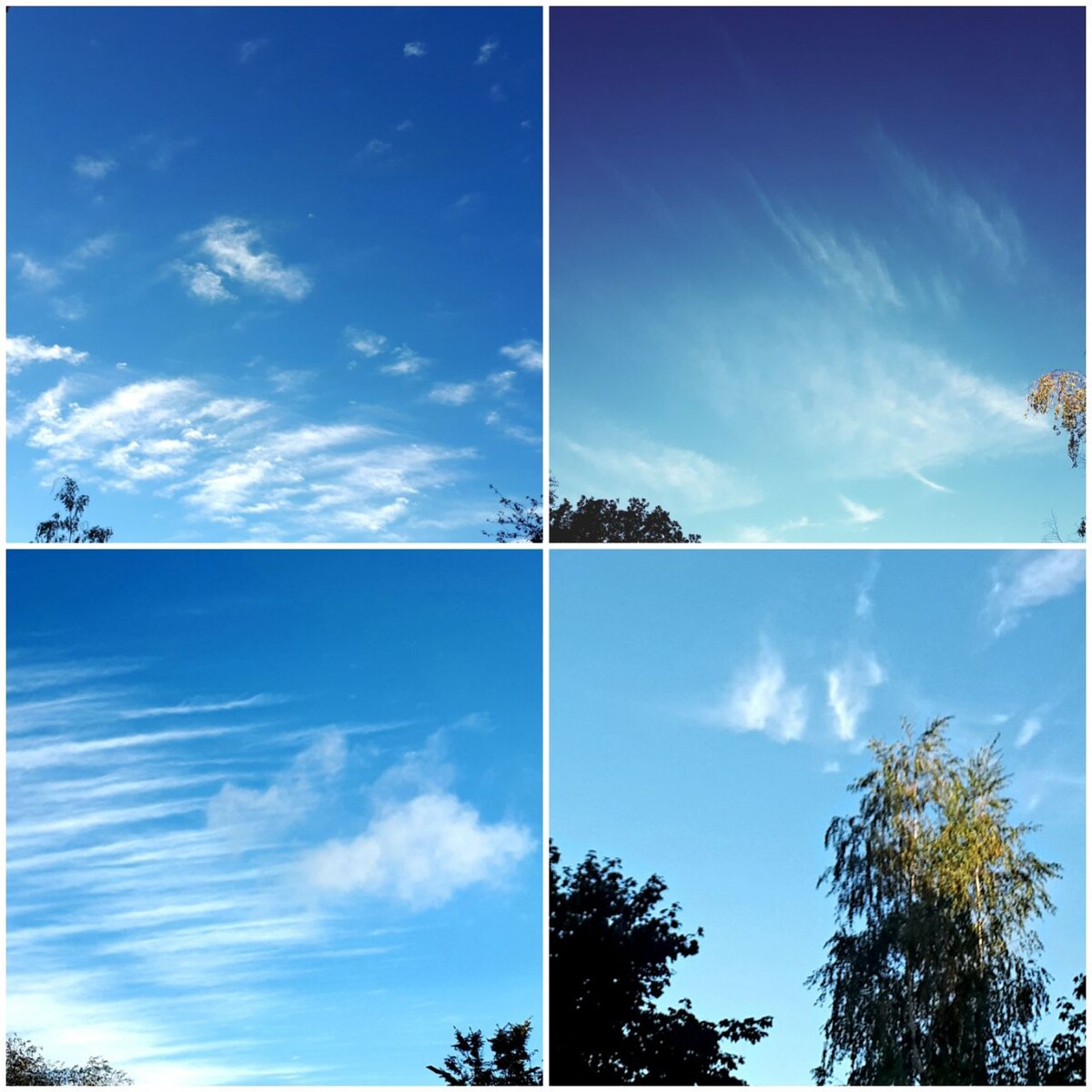 Коллаж автора статьи 24.09.2025г.