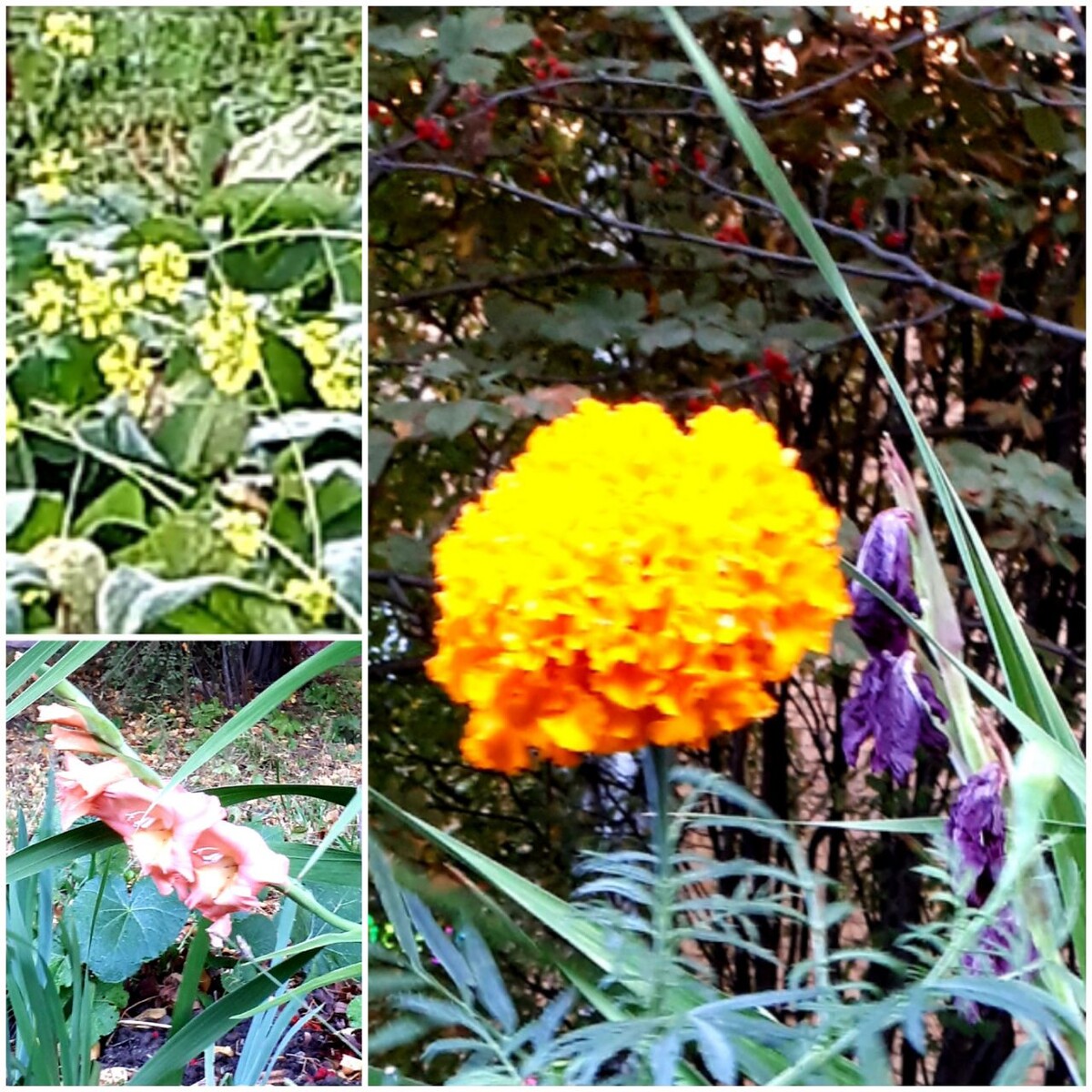 Коллаж автора статьи 24.09.2025г.