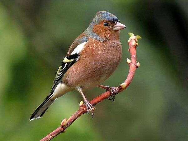 Представьте: за окном суета мегаполиса, а у вас дома — вот такой яркий кусочек живого, поющего леса.