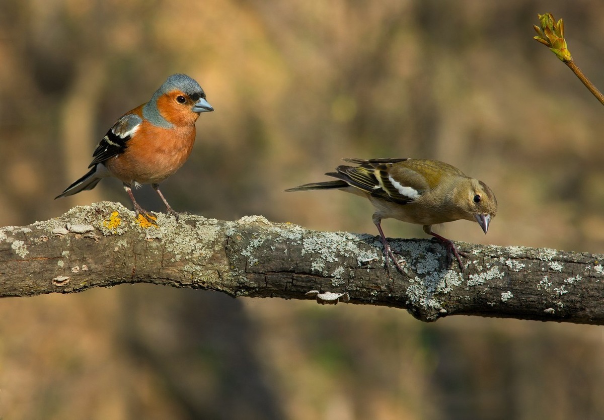 Самец зяблика — настоящий франт, в то время как самка предпочитает более сдержанные тона. Природа все продумала!
