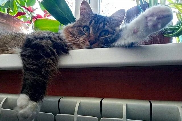    Куда звонить, если не дали отопление в Петербурге?