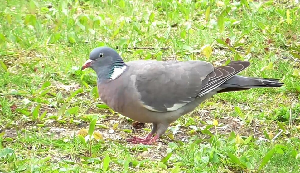 Вяхирь, фото автора