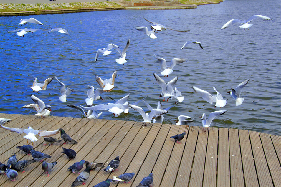 Чайки и голуби на Нижнем озере Калининграда, фото автора