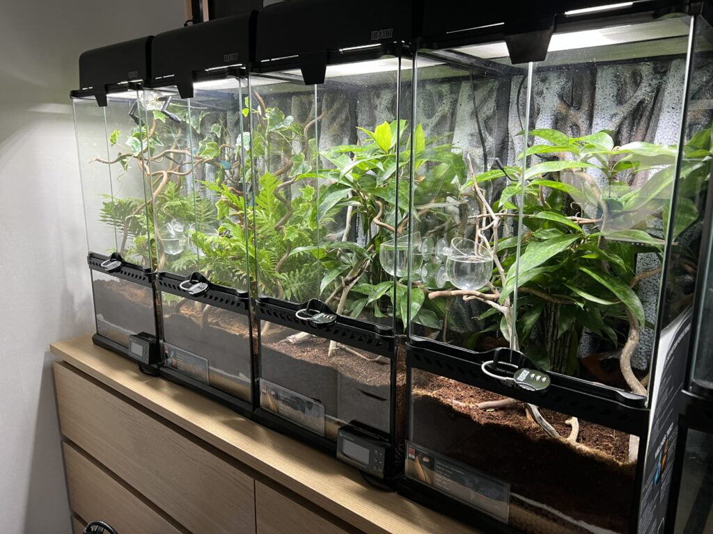 Для небесной красавицы — только королевские апартаменты! Создание правильного биотопа — ключ к здоровью и благополучию вашей куфии