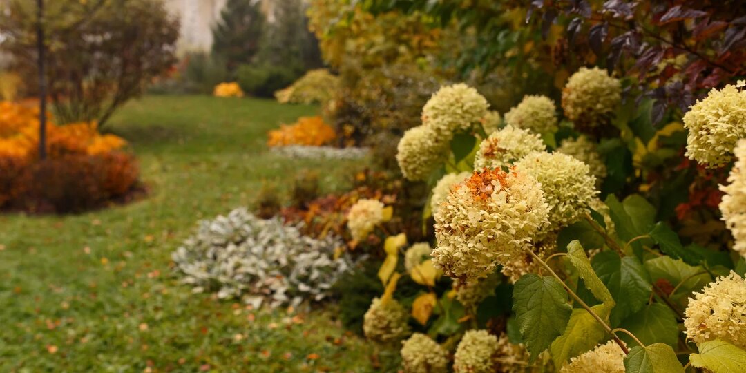 Как подготовить гортензии к зиме - самое полное руководство