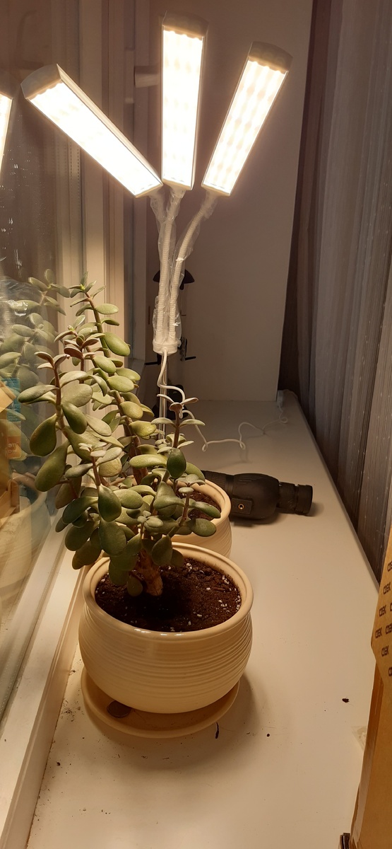 Толстянки под новой лампой.