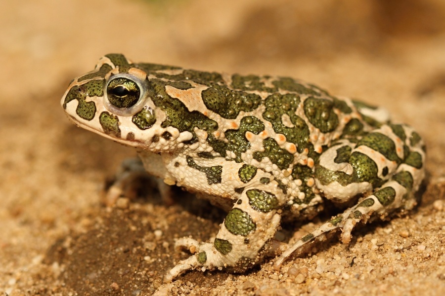 Знакомьтесь, это жаба Буланже. Да-да, именно она может стать вашим новым поющим другом.