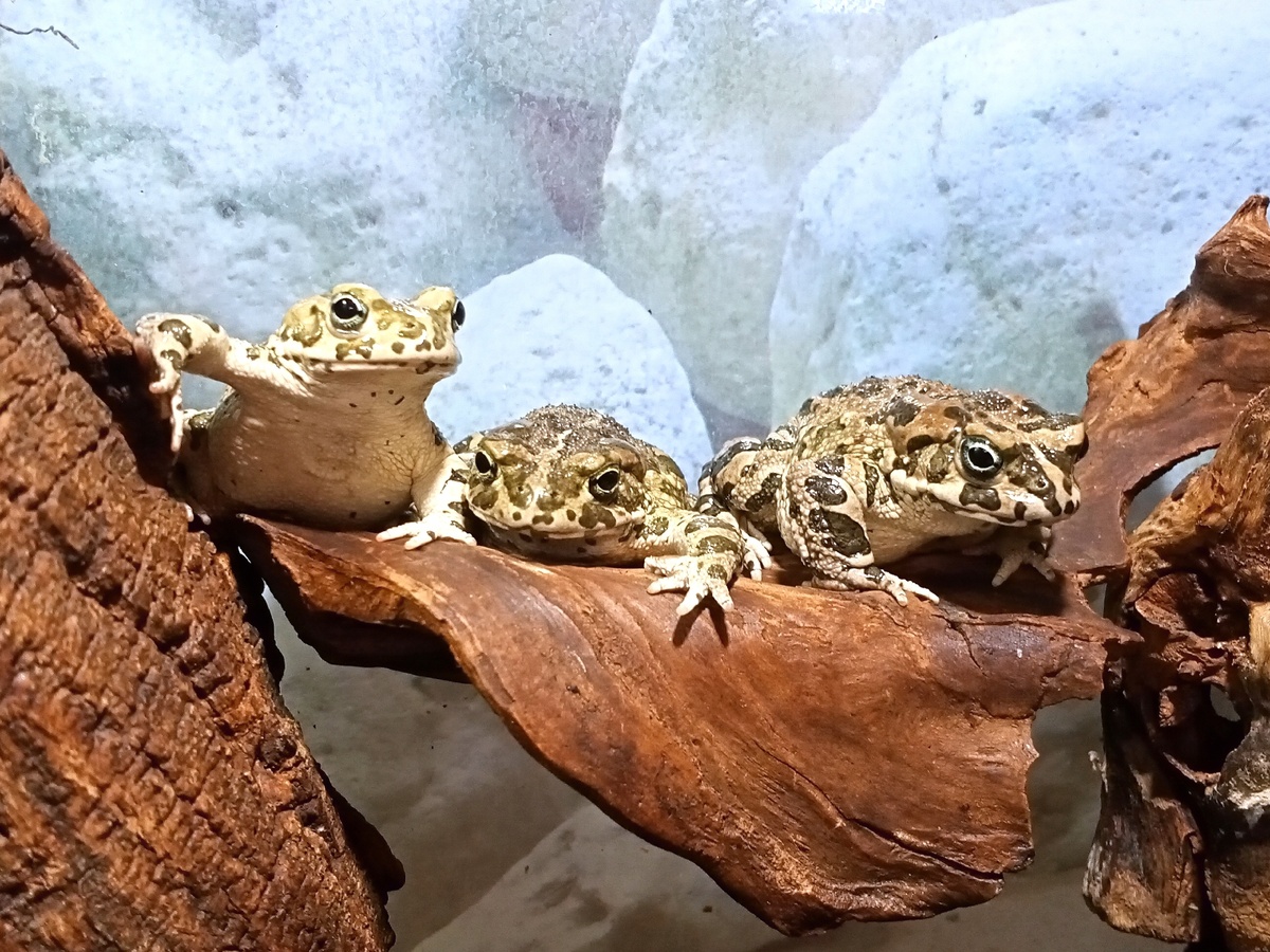 Родом из жарких степей и пустынь, эта жаба привыкла к суровым условиям.