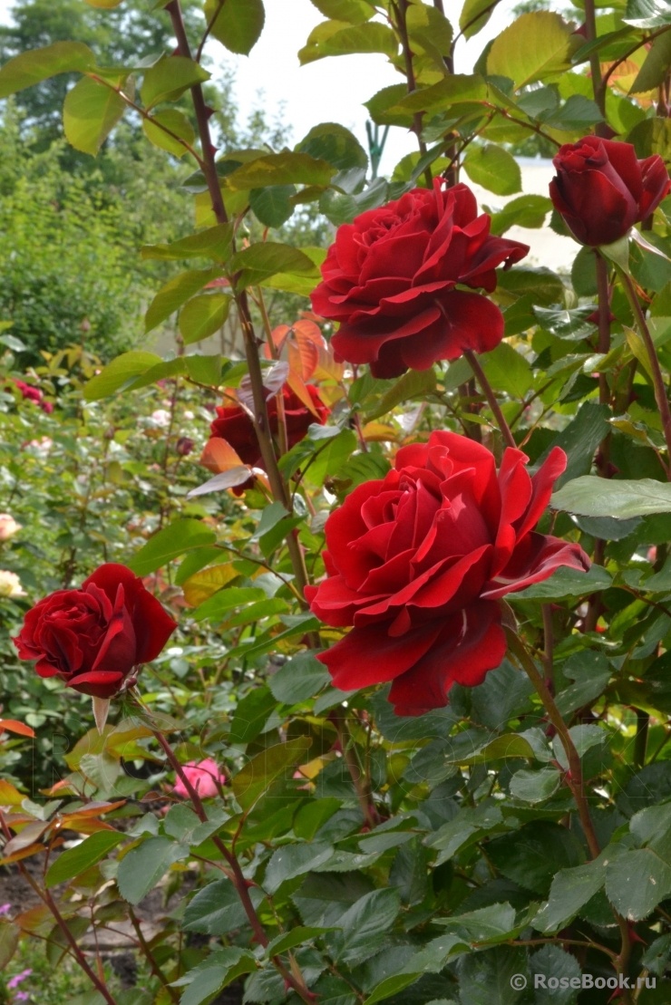 Картинка найдена на просторах интернета, ссылка https://yandex.ru/images/search?from=tabbar&img_url=https%3A%2F%2Fi.pinimg.com%2Foriginals%2Fa8%2F34%2F3f%2Fa833f8124779b5e7bd53274cf0591a19.jpg&lr=47&pos=15&rpt=simage&text=%D1%86%D0%B2%D0%B5%D1%82%DА1%8B%20%D0%BA%D1%80%D1%83%D0%BF%D0%BD%D0%BE%20%D1%84%D0%BE%D1%82%D0%B