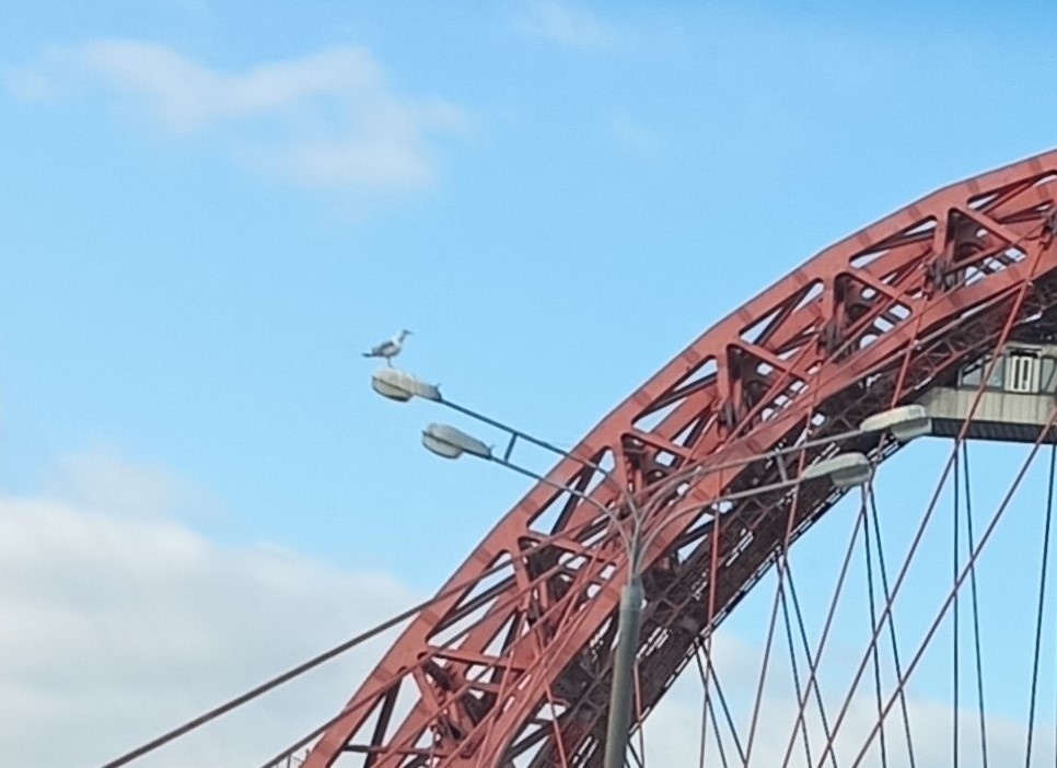 Фотография автора. Только сейчас заметила, что в кадр попала чайка