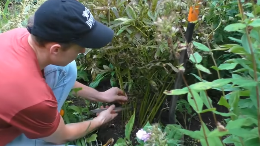 Старые кусты многолетников теряют декоративность и плохо зимуют
