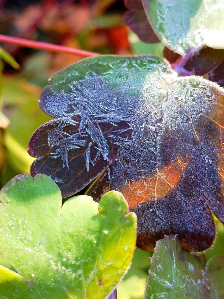    Сергей Тарасенко "Веселовские вести" Веселовские вести